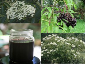 Elderberry pic