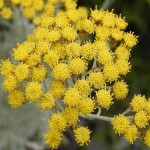 helichrysum 3