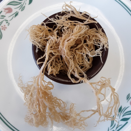 Island Sea Moss (Golden)